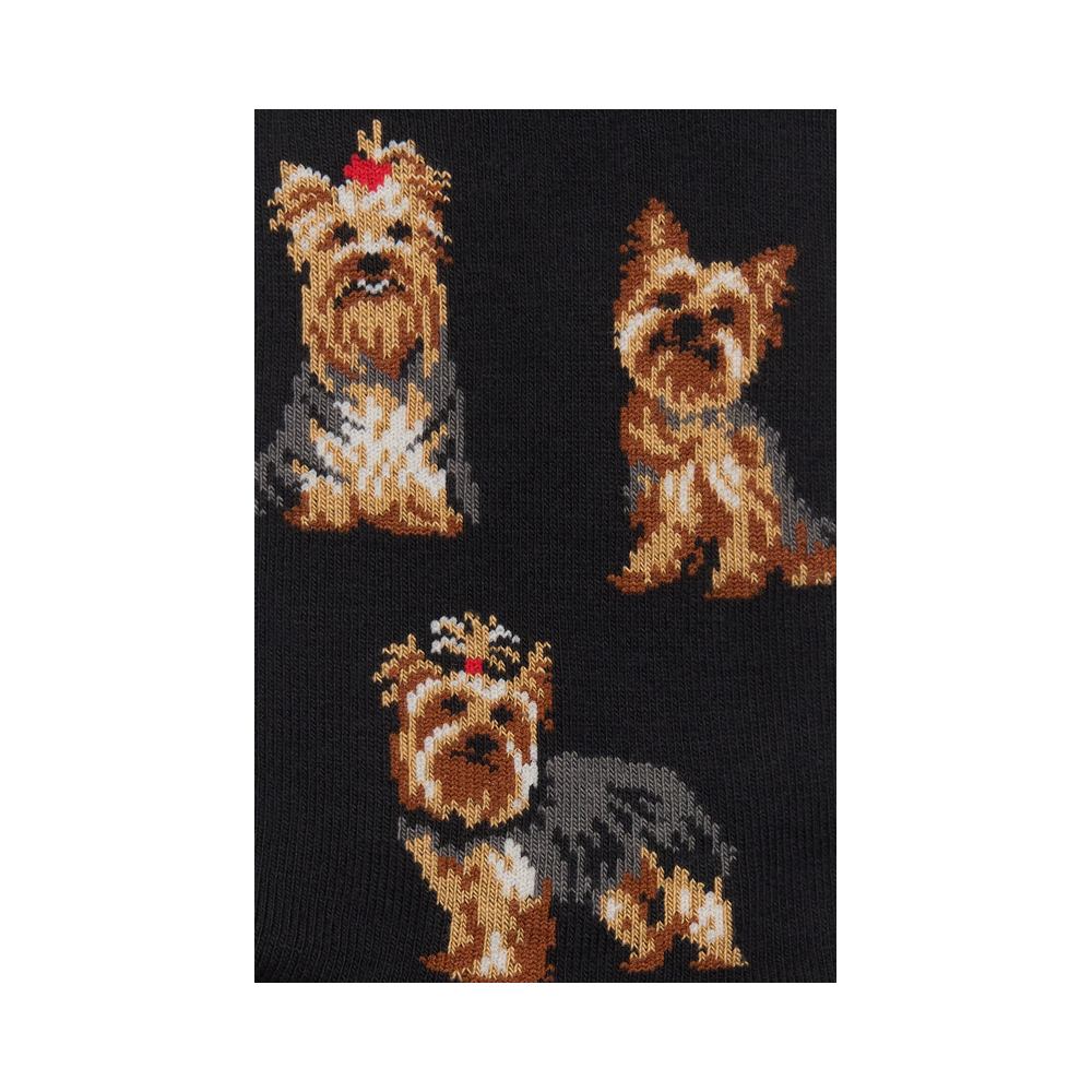 "Yorkshire Terriers" 3
