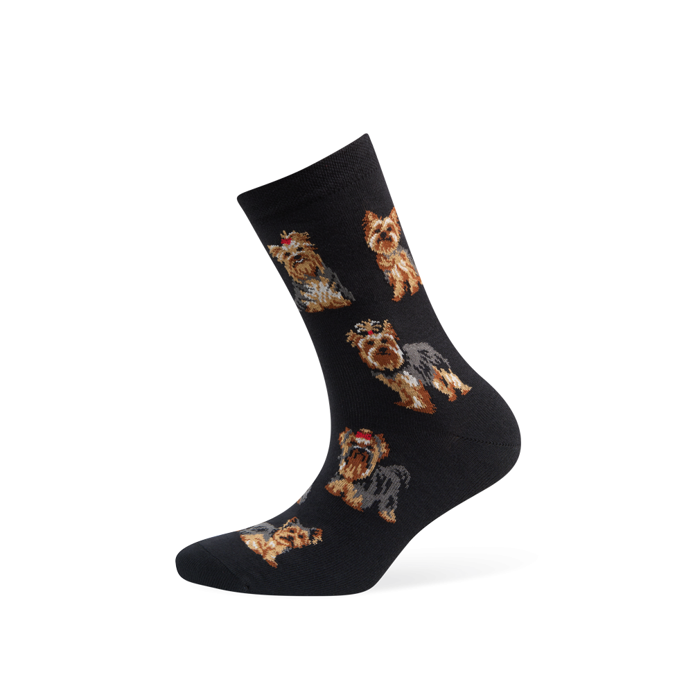 "Yorkshire Terriers" 1