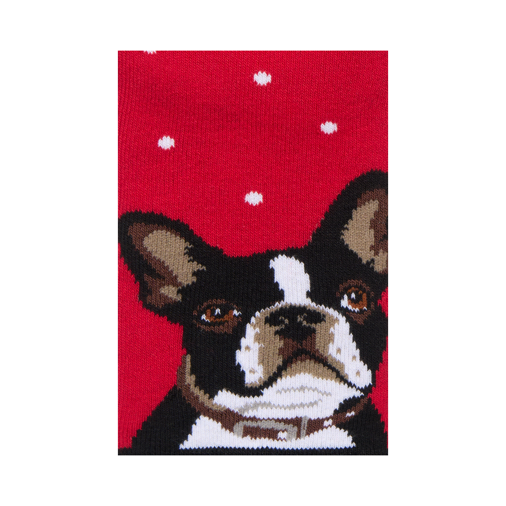 "Boston Terrier" 3