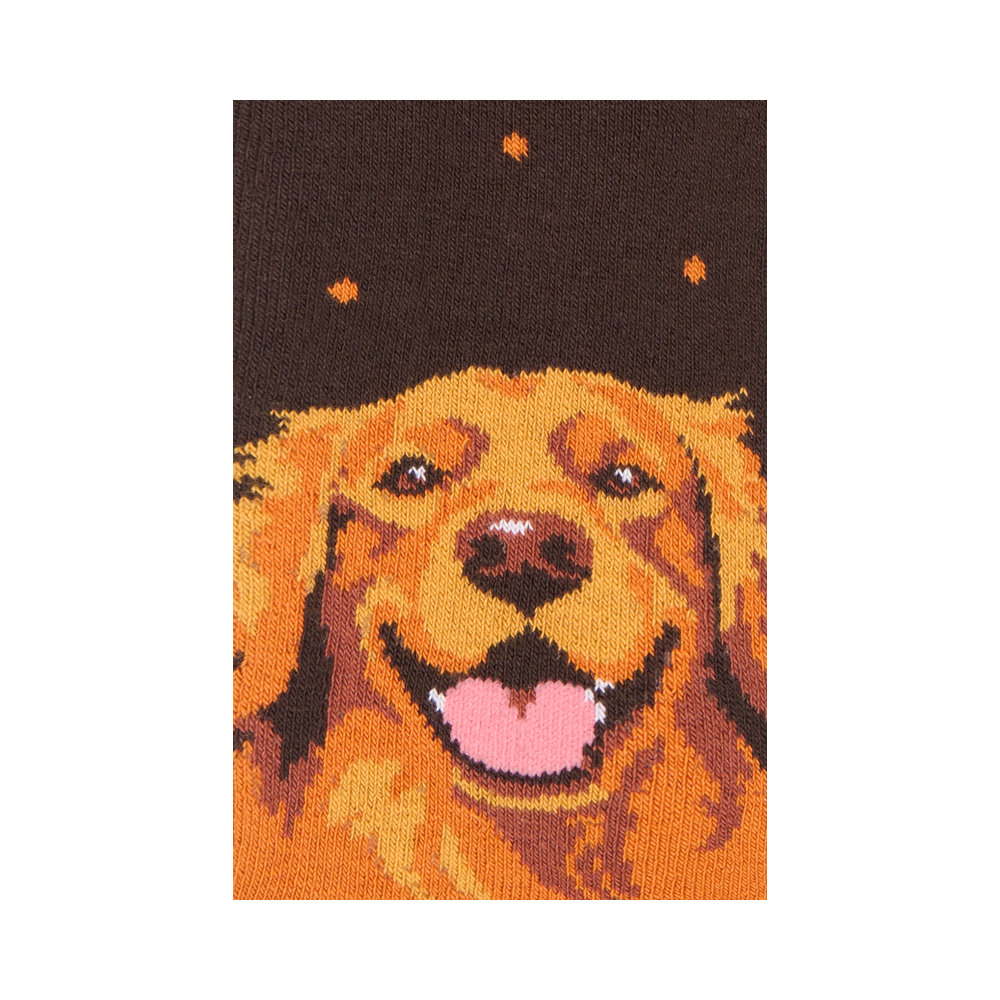 "Golden Retriever" 3